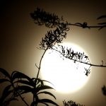 The Sun