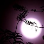 The Sun